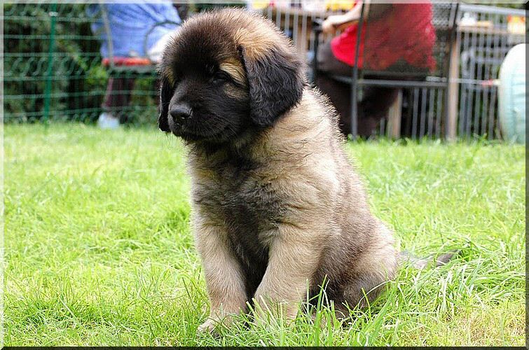 leonberger 077.jpg